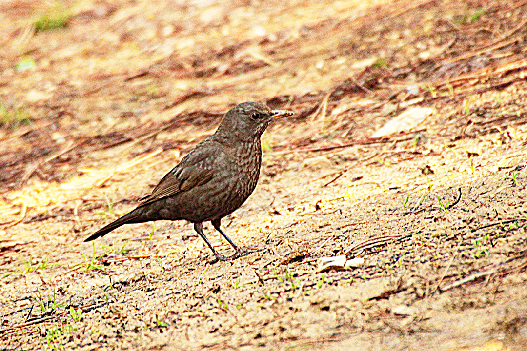 Eurasian Blackbird